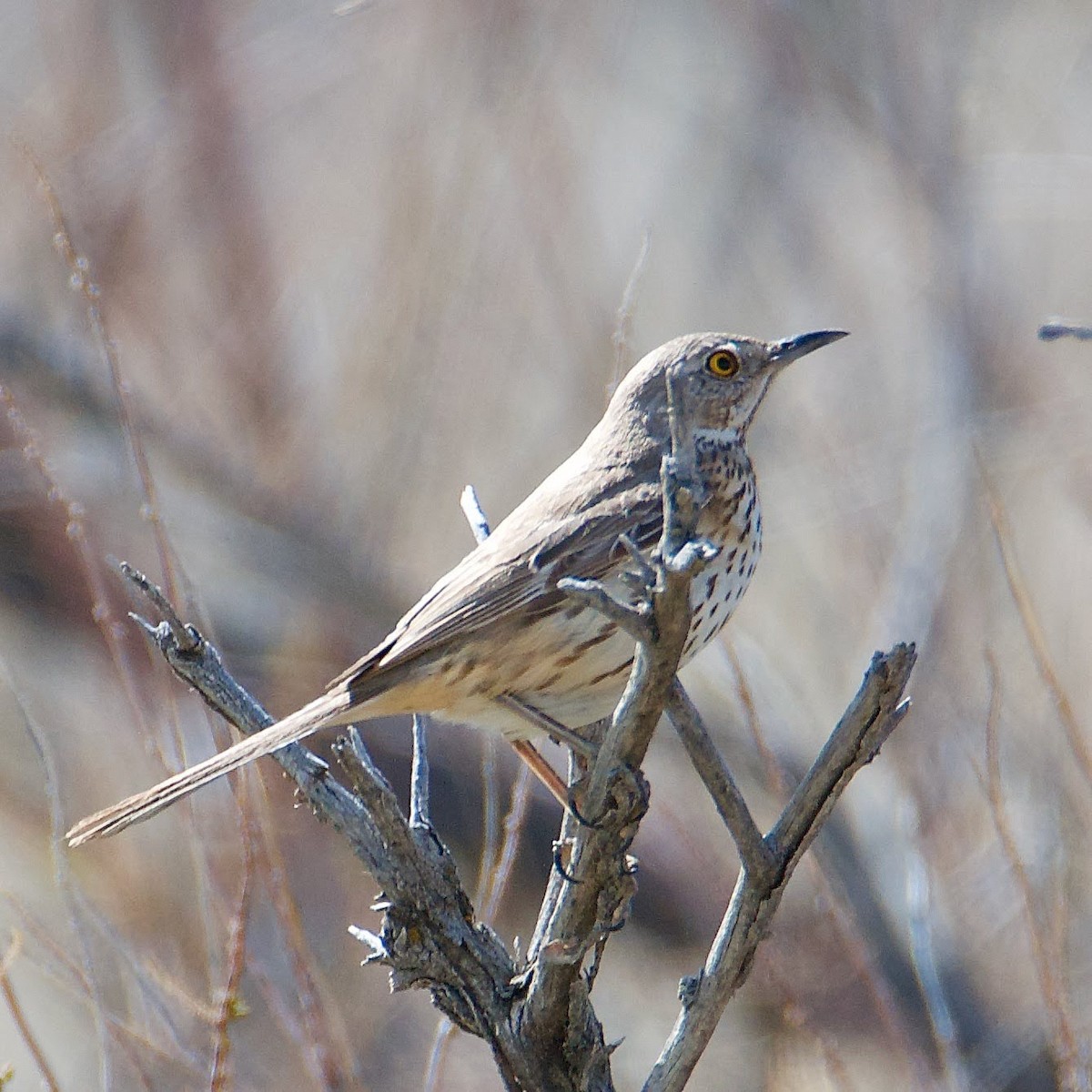 Sage Thrasher - ML440694211