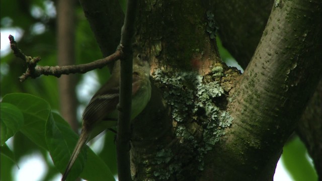 Least Flycatcher - ML440696