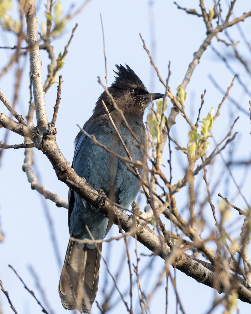 Steller's Jay - ML440696981