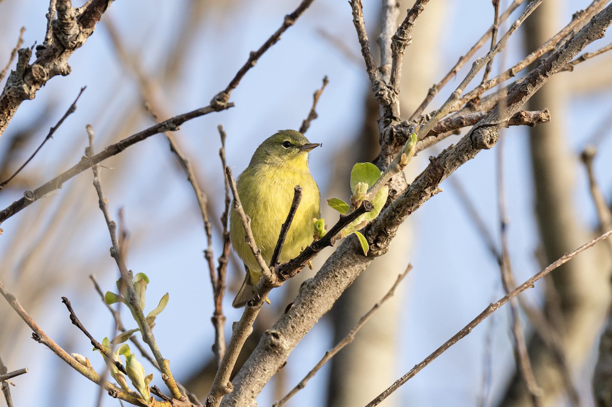 Orange-crowned Warbler - Jack Riley