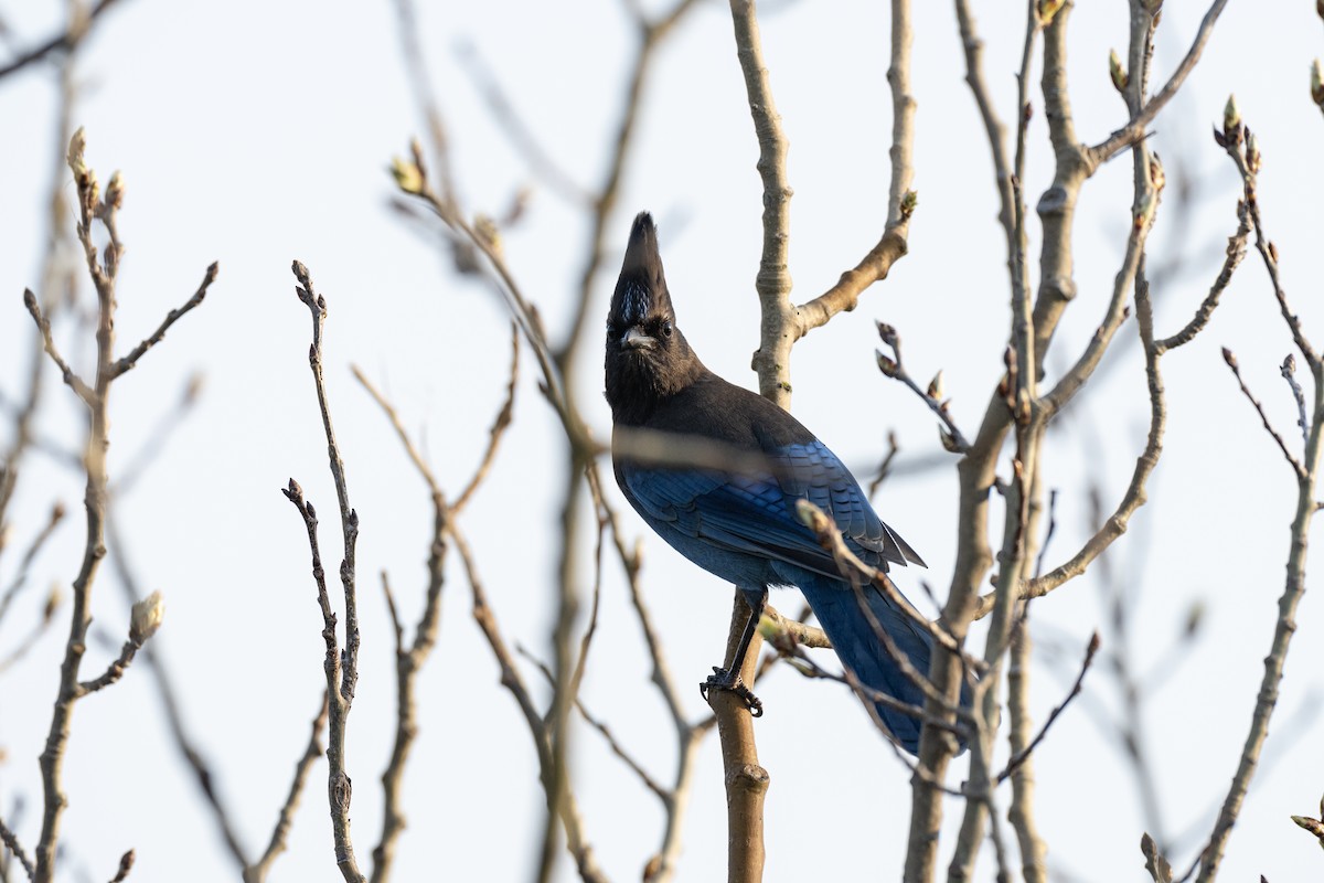 Steller's Jay - ML440697211