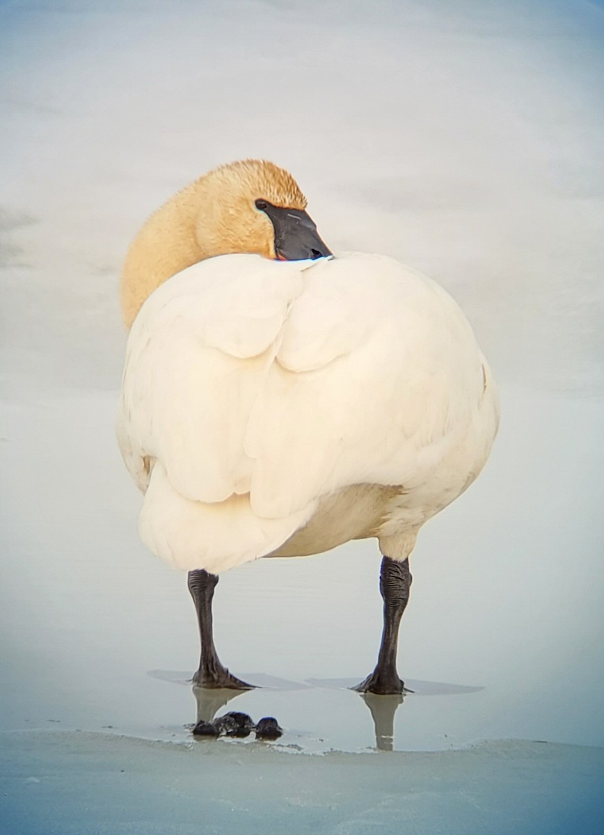 Trumpeter Swan - ML440698781