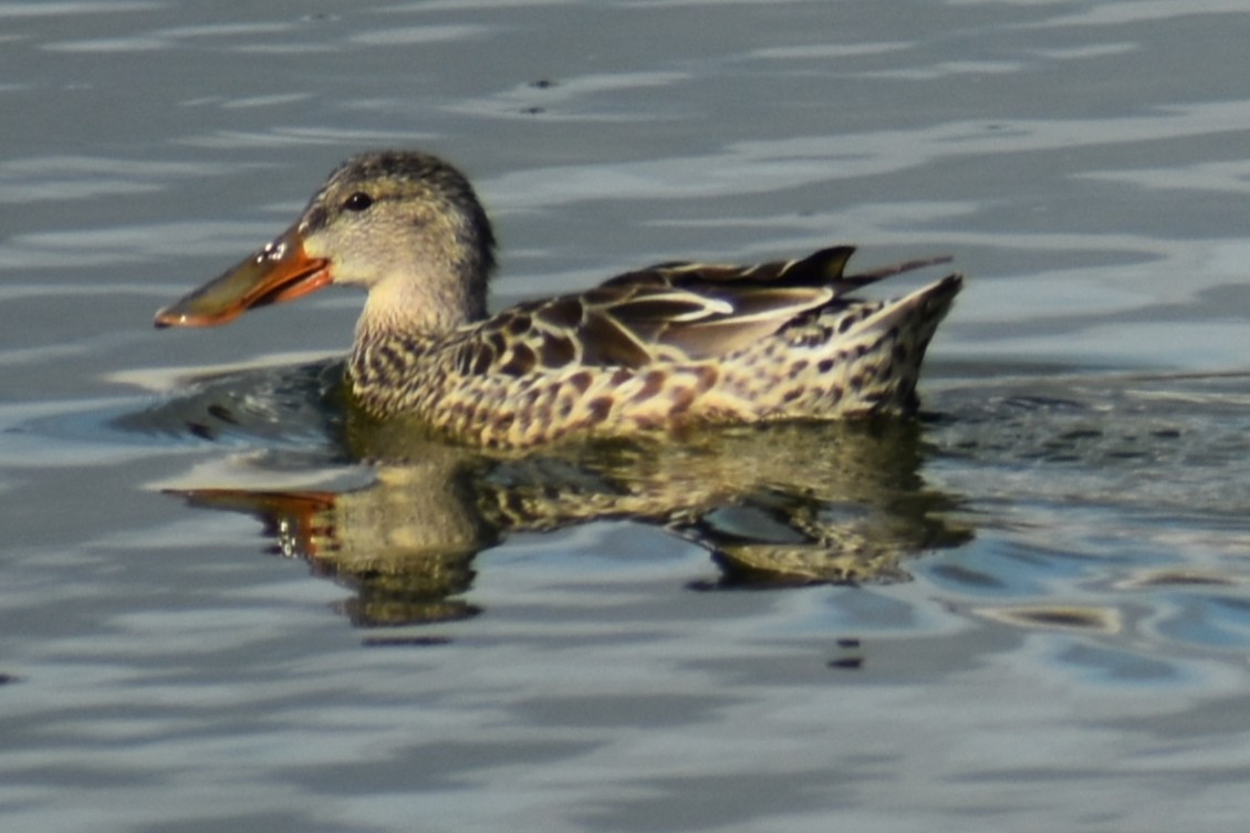 Northern Shoveler - ML440699351