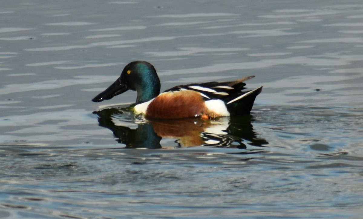 Northern Shoveler - ML440699361