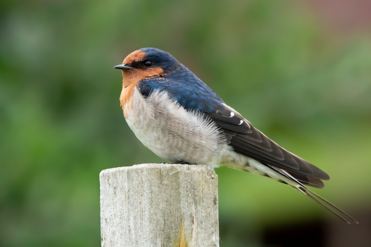 Hirondelle messagère - ML440700601