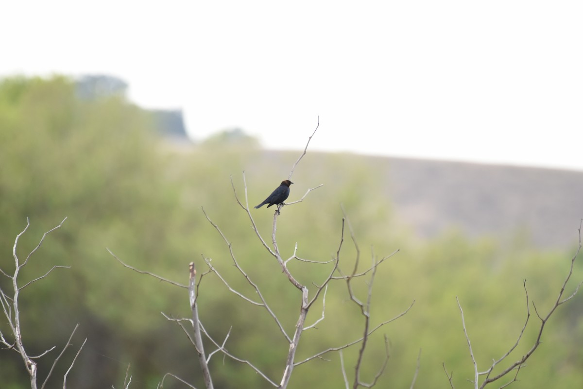 Brown-headed Cowbird - ML440702111