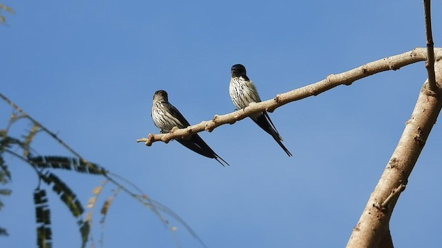 Hirondelle striolée - ML440702961