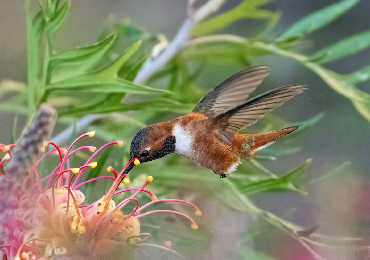 rødkolibri - ML440704961