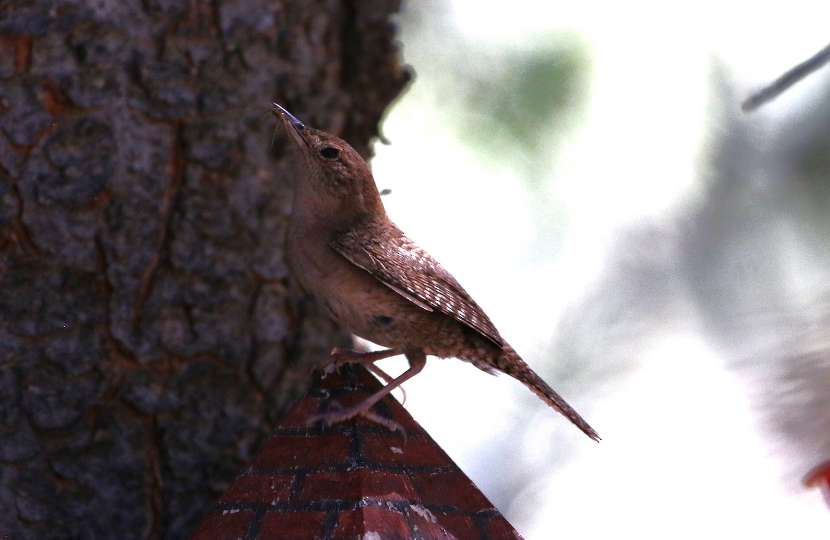 House Wren - ML440706161