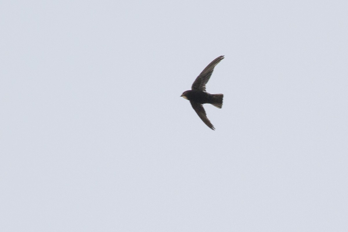 Little Swift - ML440708301