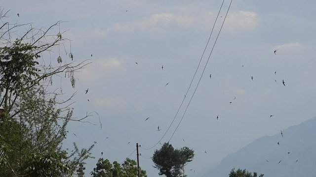 Dark-rumped Swift - ML440711501