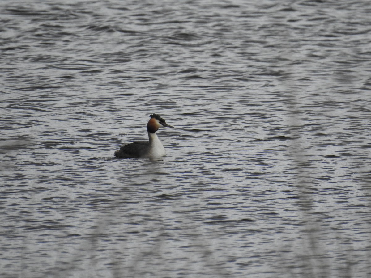 Great Crested Grebe - Alfie Seastron