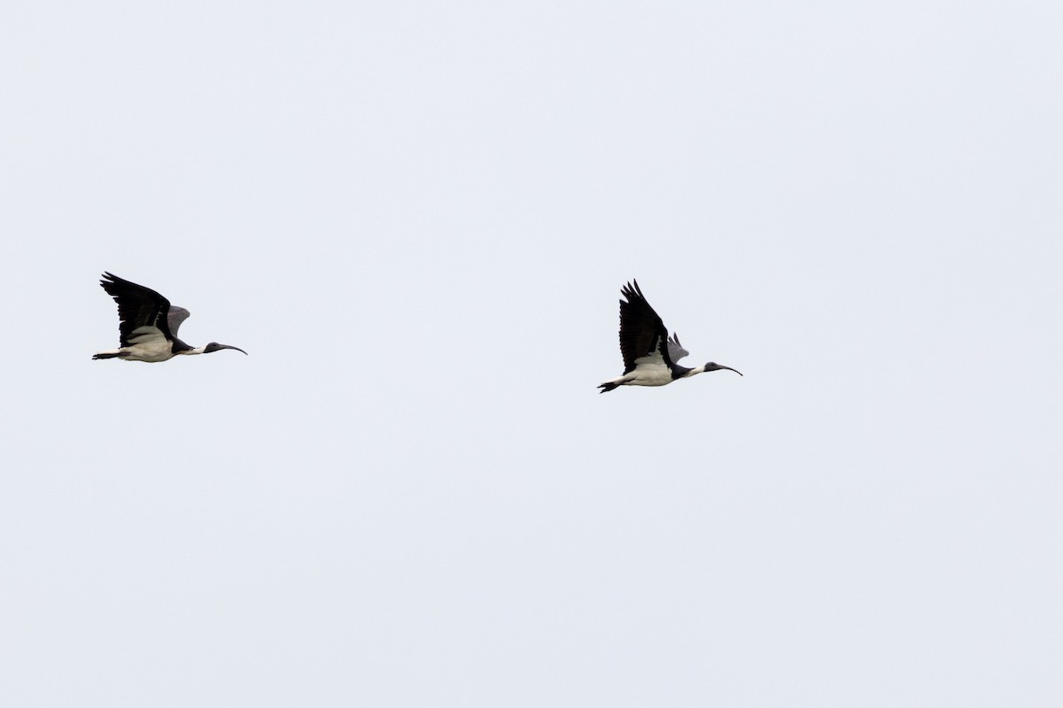 Straw-necked Ibis - ML440713681