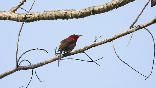 Crimson Sunbird - ML440714791