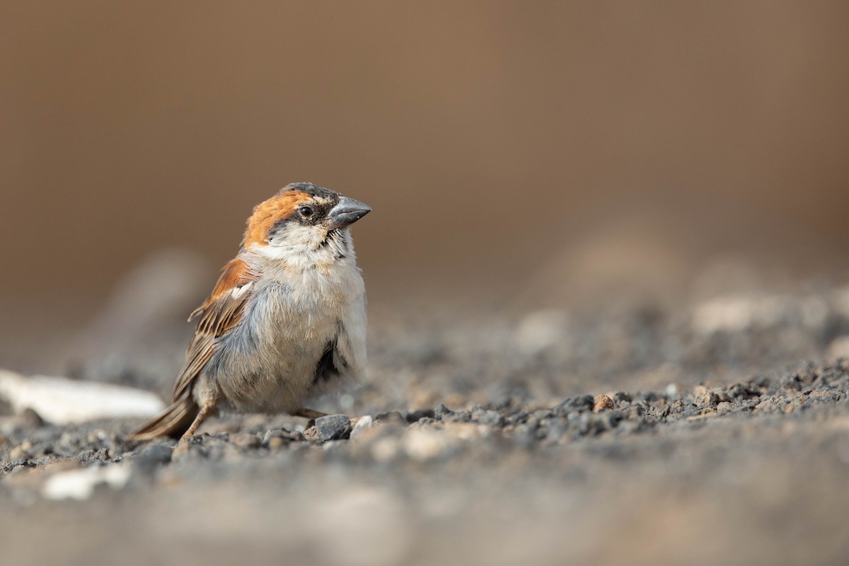 Cape Verde Sparrow - ML440715271