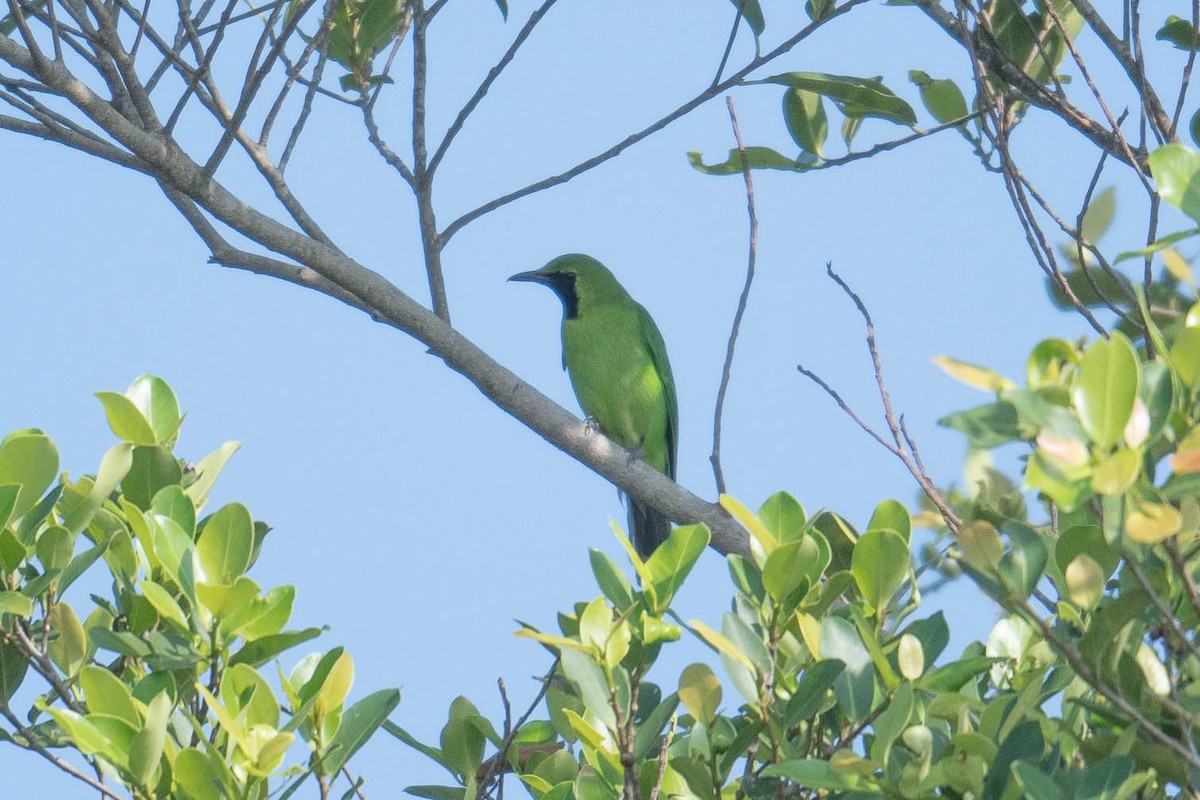 Lesser Green Leafbird - Vincent Yeow-Ming NG