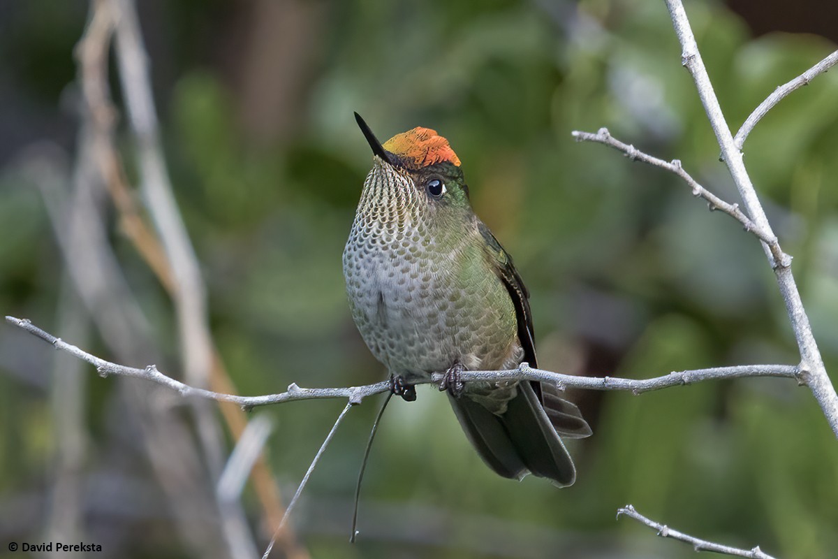 Green-backed Firecrown - ML440718431