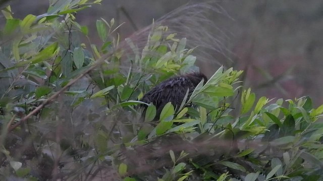 Francolin multiraie - ML440718751