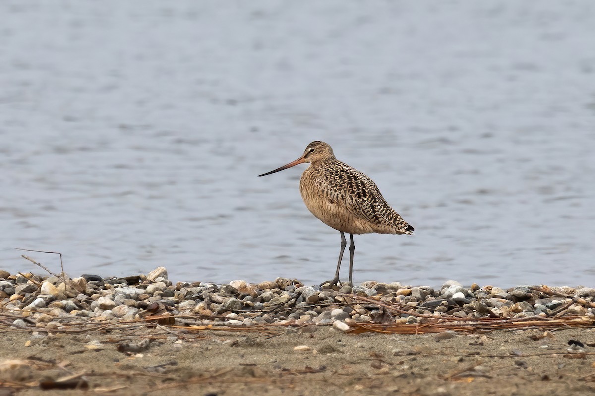 Marbled Godwit - ML440719341