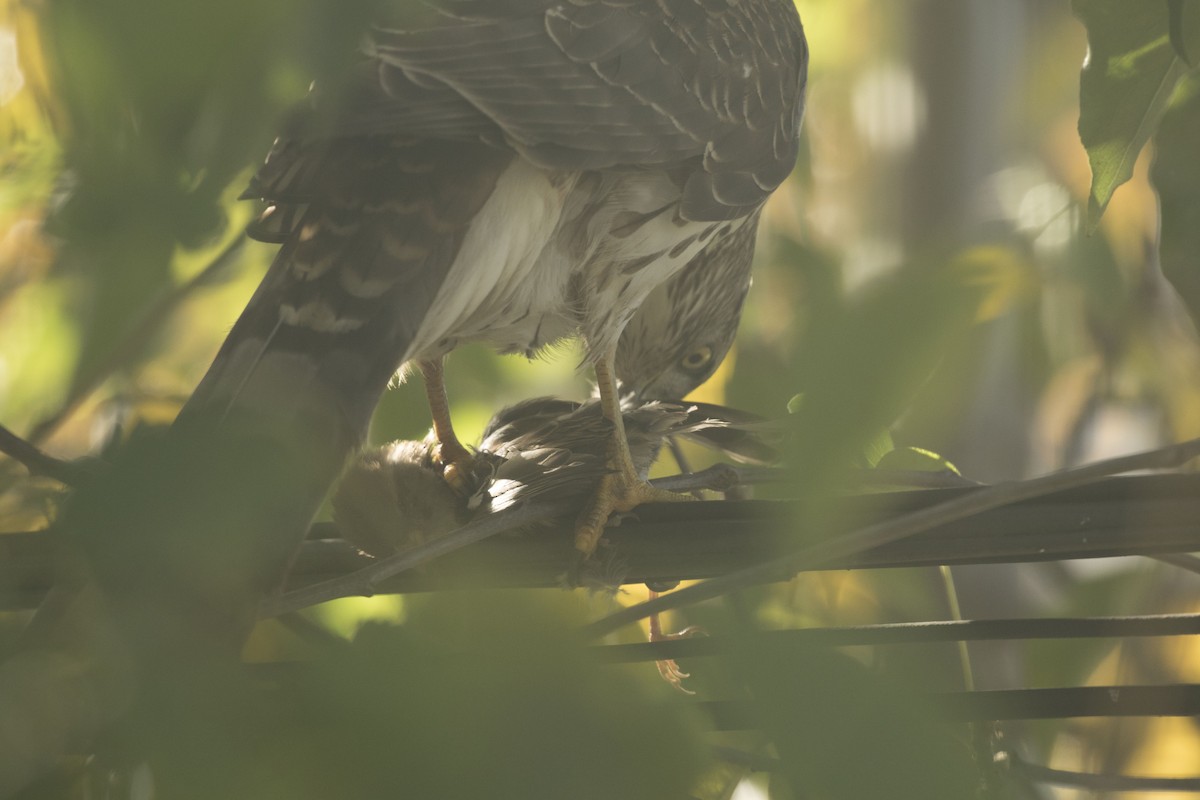 Cooper's Hawk - Scott Bowers