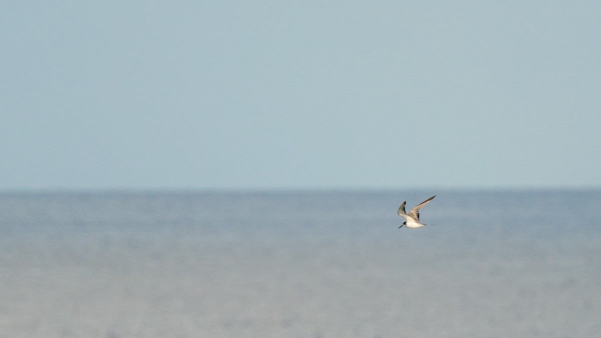 Gray-backed Tern - ML440719861