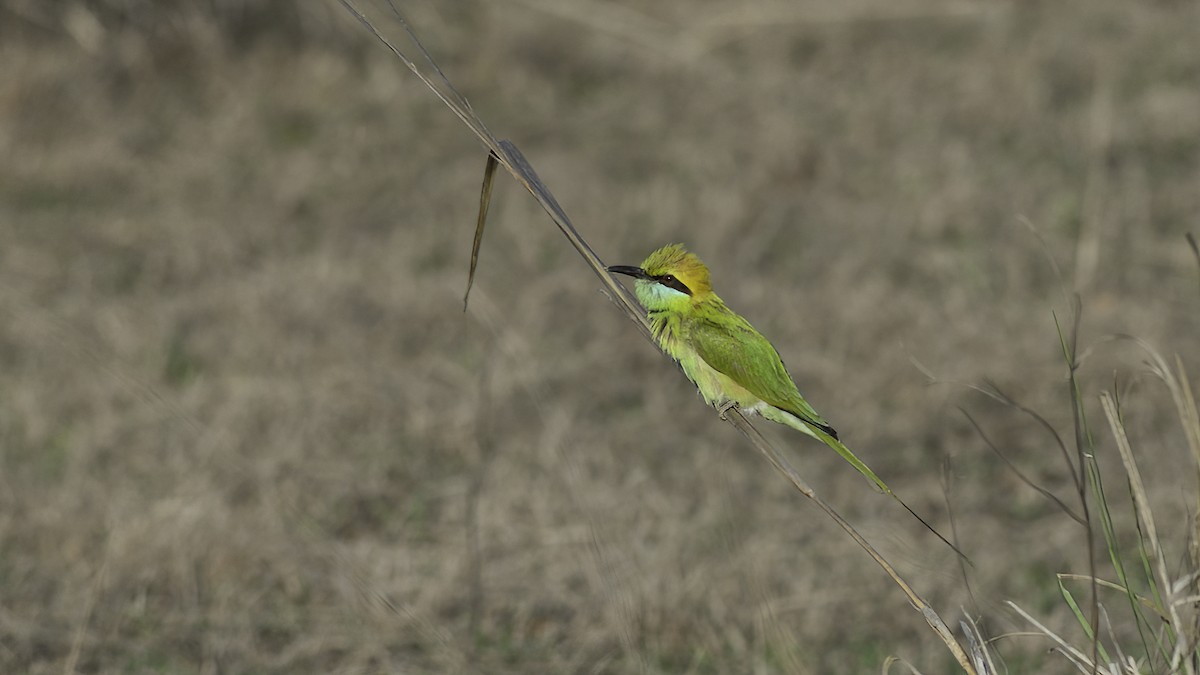 Asian Green Bee-eater - Markus Craig
