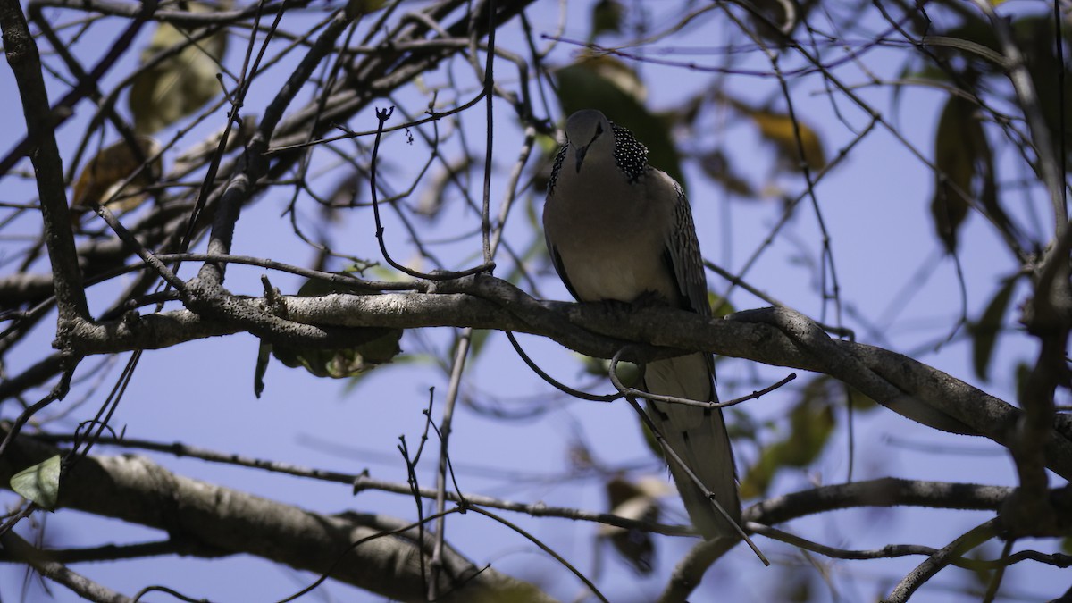 Spotted Dove (Western) - Markus Craig