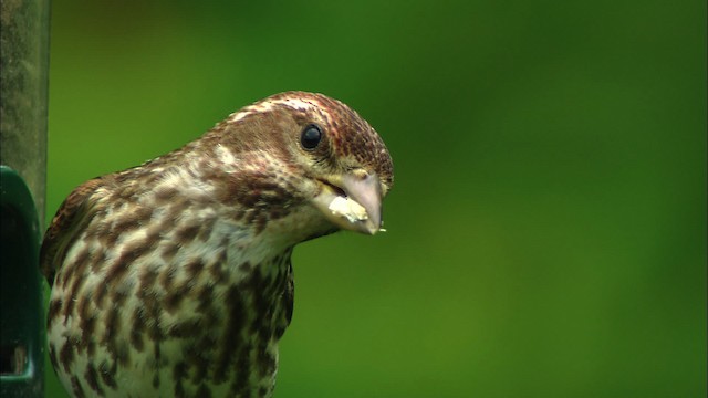 Purple Finch - ML440723