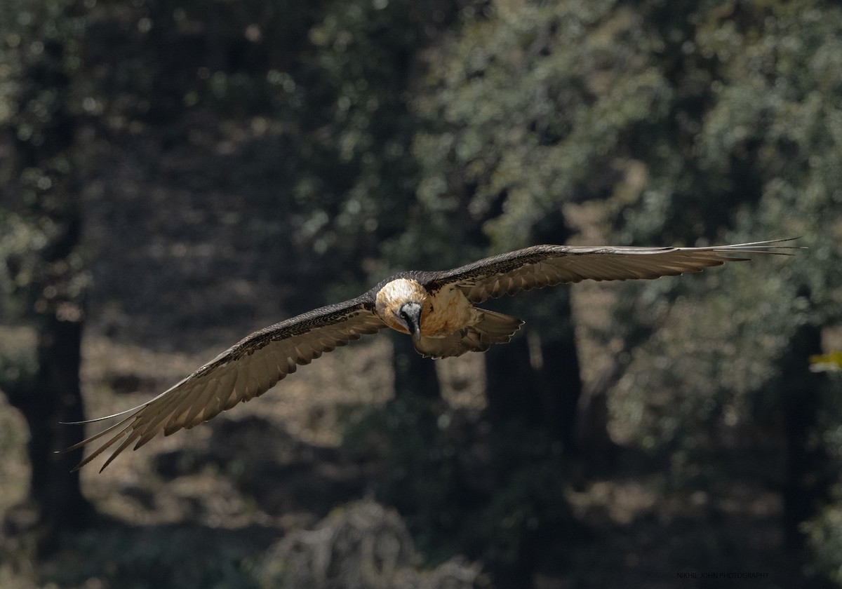 Bearded Vulture - ML440725711