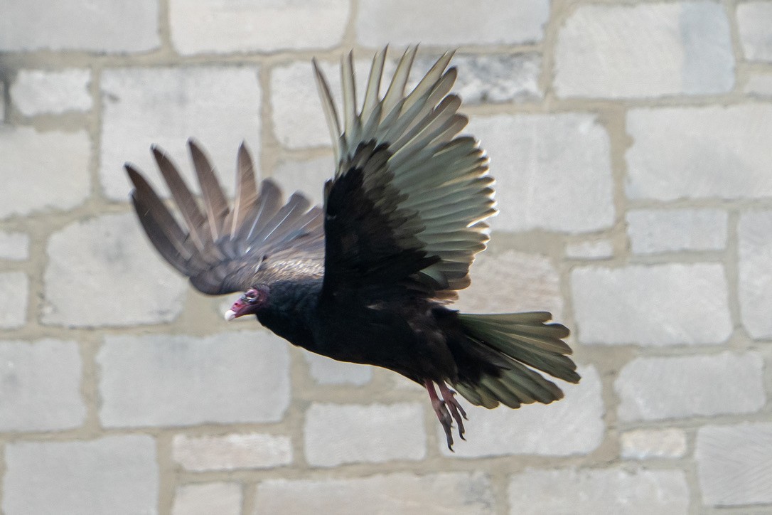 ヒメコンドル - ML440725721