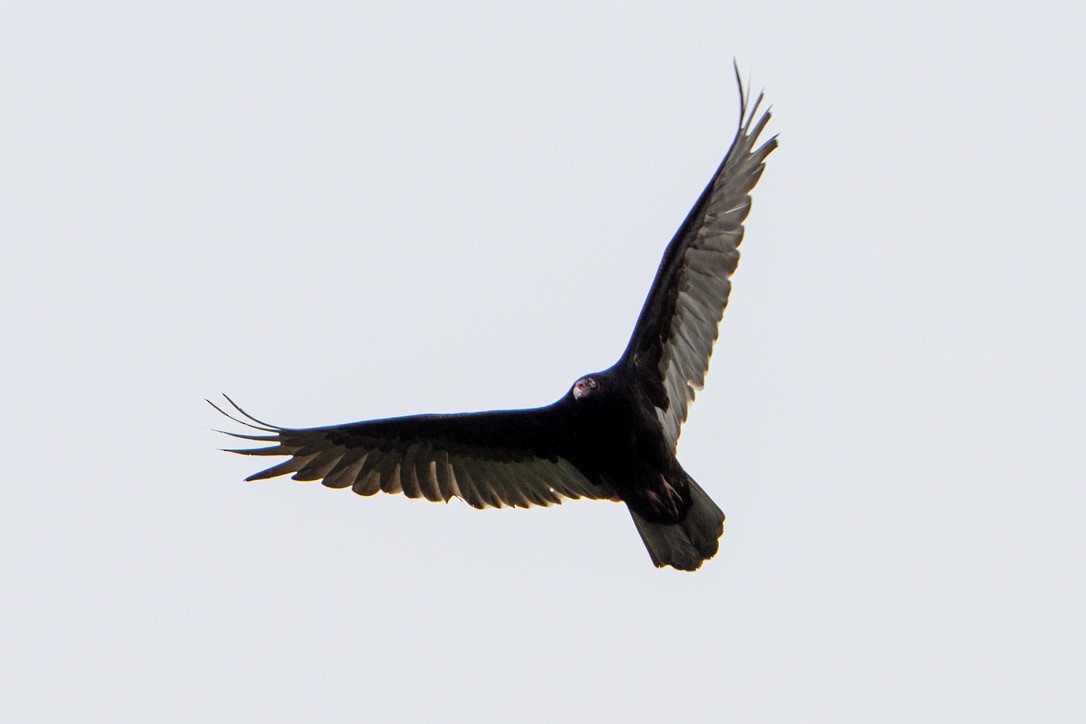 ヒメコンドル - ML440725731