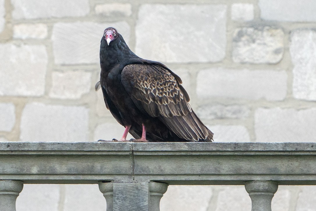 ヒメコンドル - ML440725741