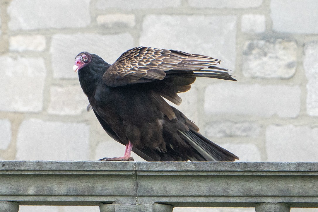 ヒメコンドル - ML440725751