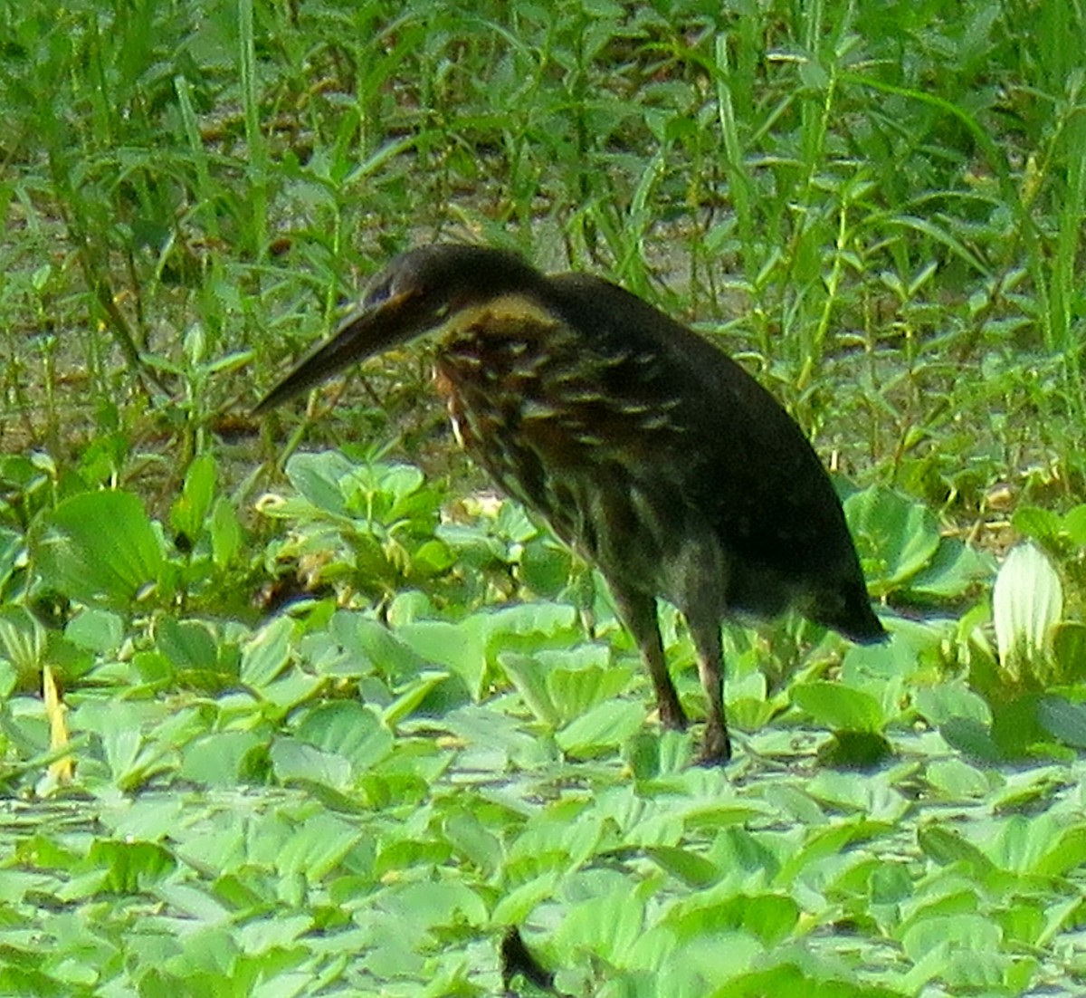 Black Bittern - ML440725821