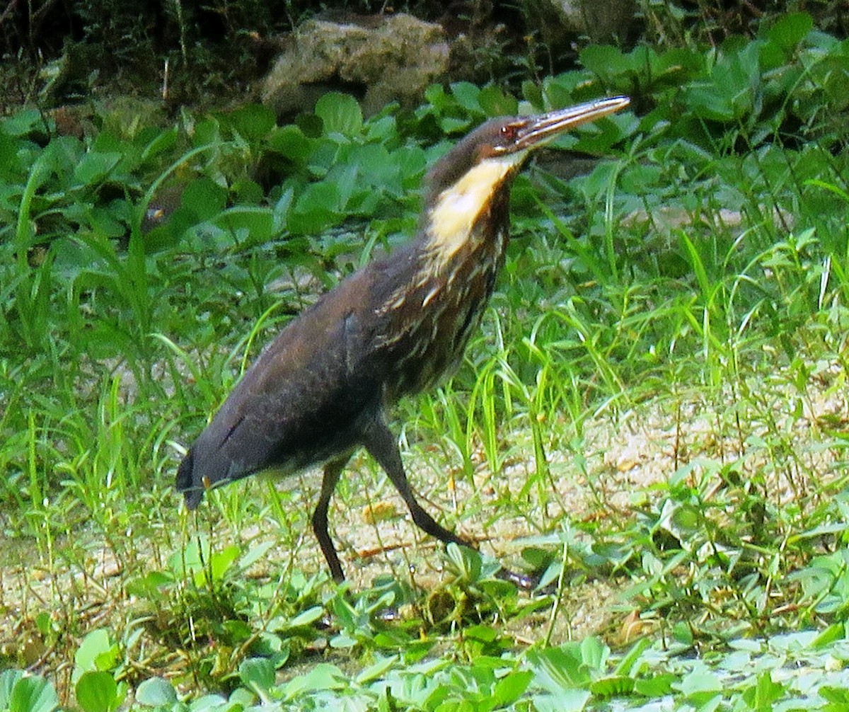 Black Bittern - ML440725831