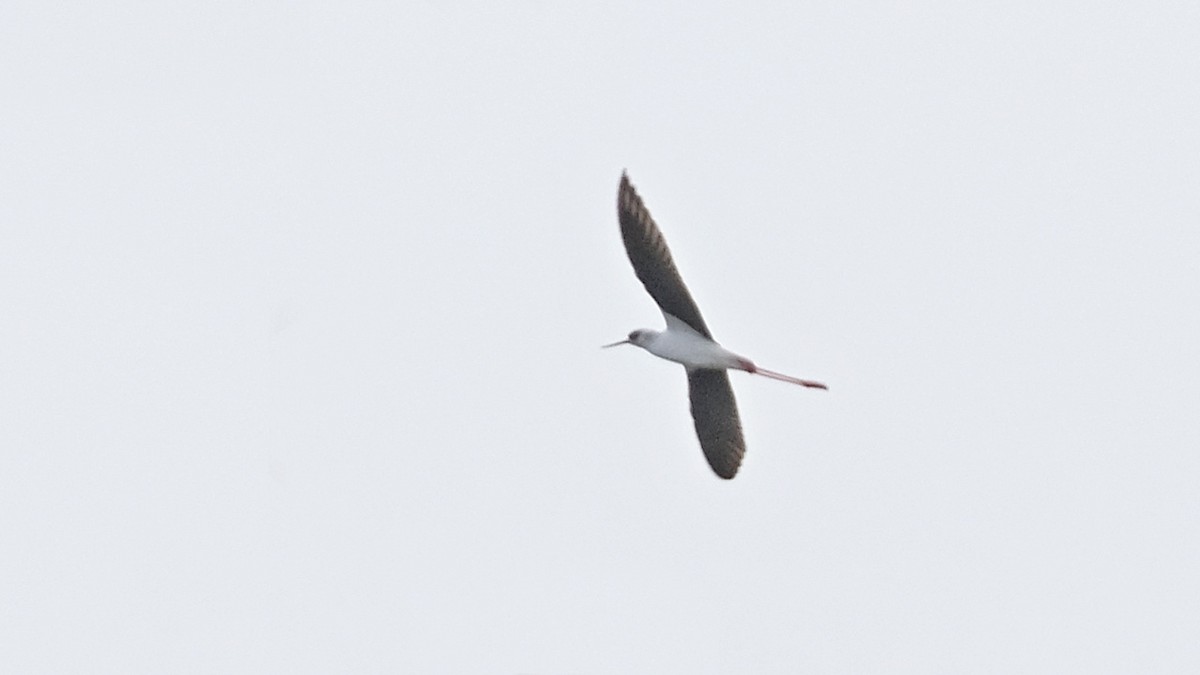 Black-winged Stilt - ML440726401