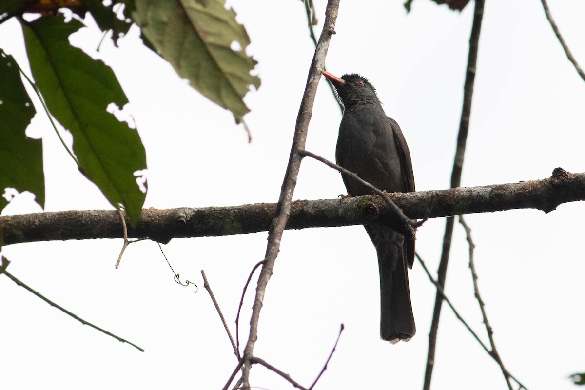 Square-tailed Bulbul - ML440726851