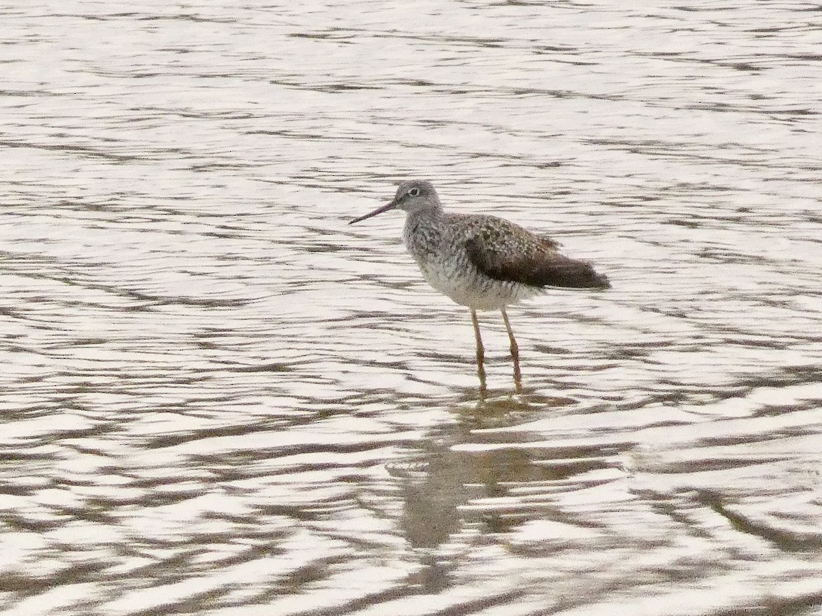 Greater Yellowlegs - ML440726911