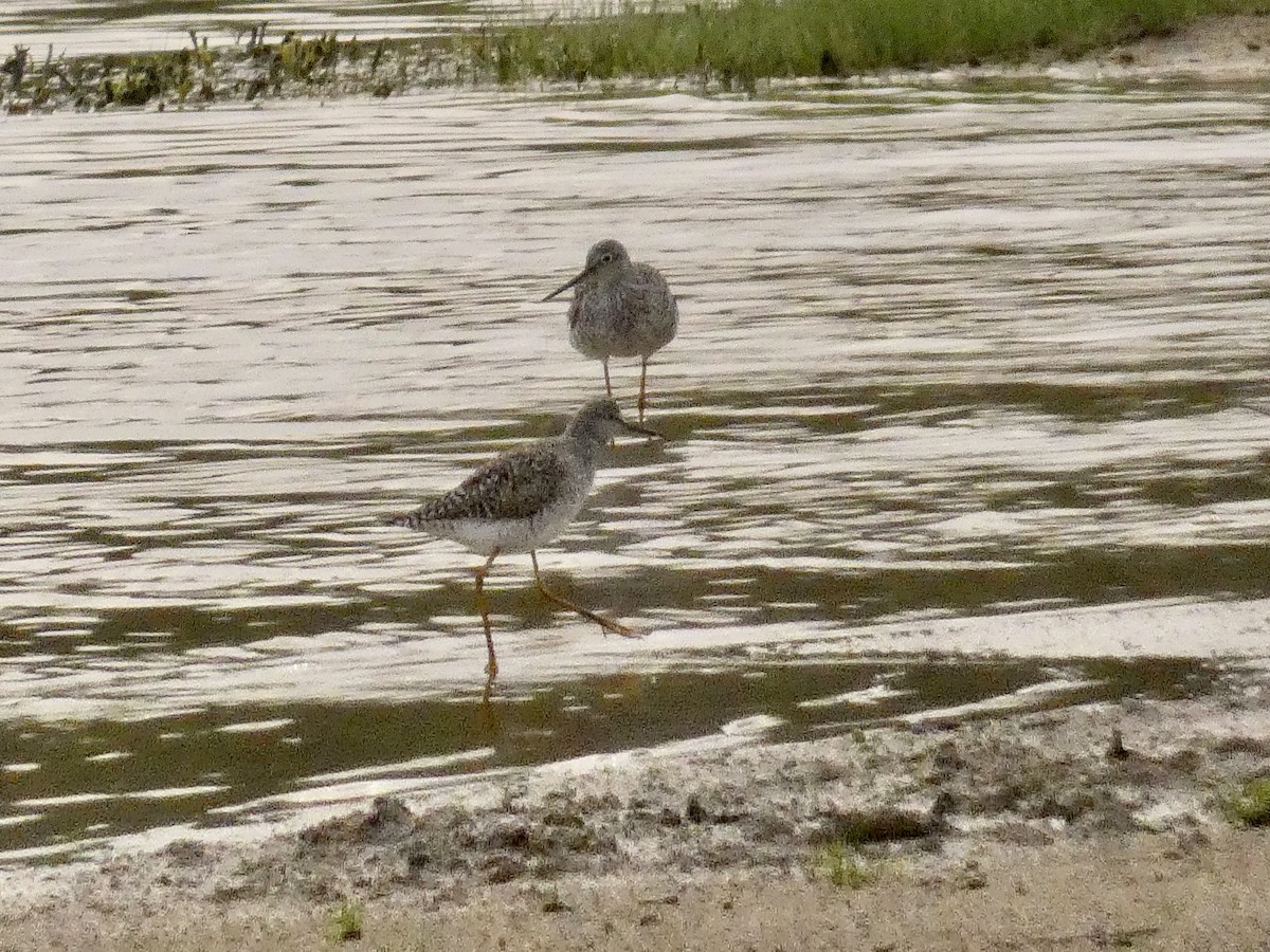 Lesser Yellowlegs - ML440726971