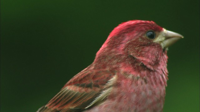 Purple Finch - ML440727