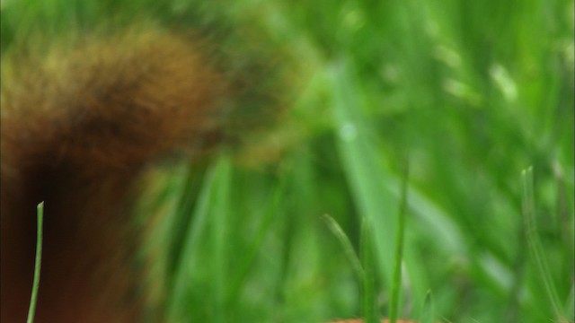 Red Squirrel - ML440728