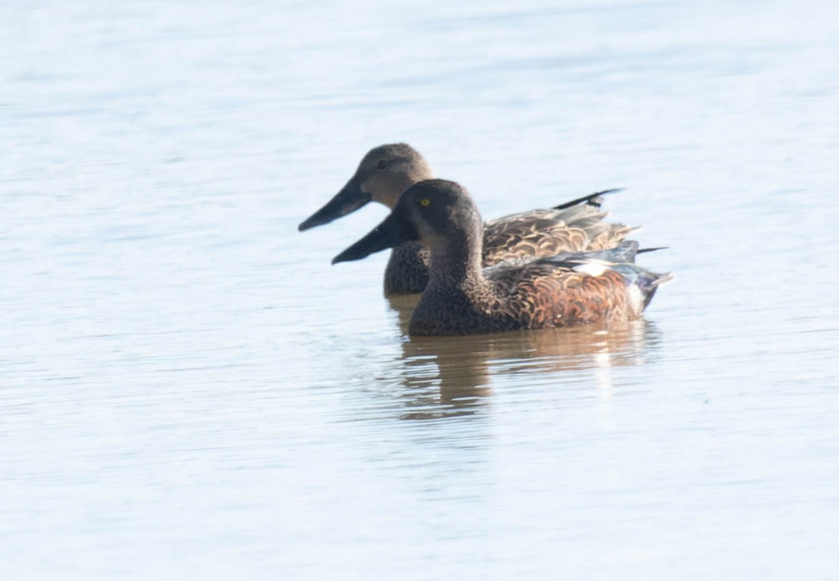 Australasian Shoveler - ML440732501