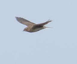 Eurasian Skylark - Zebedee Muller