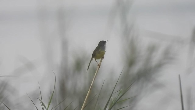 Yellow-bellied Prinia - ML440733621