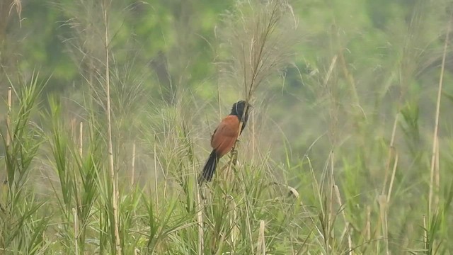 Coucal rufin - ML440734201