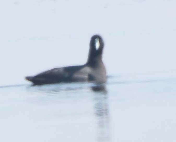 Eurasian Coot - ML440734731