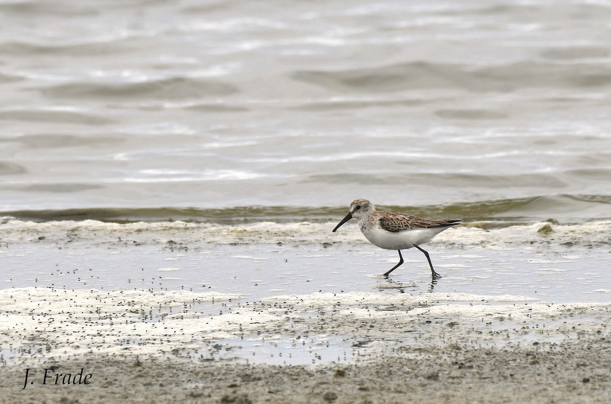 Western Sandpiper - ML440735721