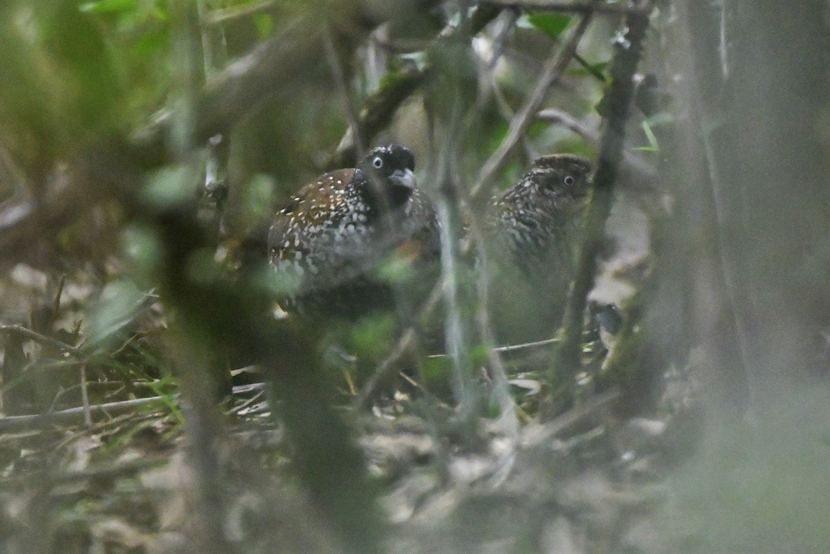 Black-breasted Buttonquail - ML440736561