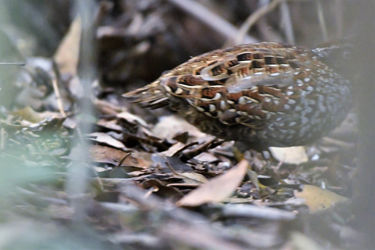 Black-breasted Buttonquail - ML440736571