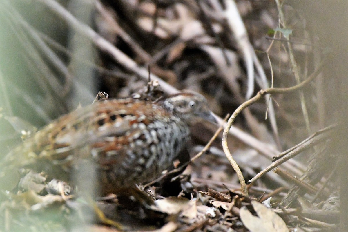 Black-breasted Buttonquail - ML440736581